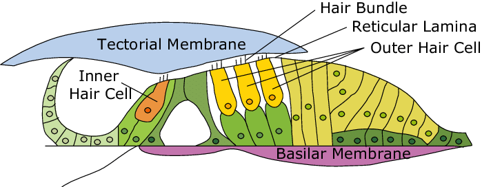 <p>sensory receptors for hearing, converting sound vibrations into electrochemical signals that the brain interprets as sound; have hairlike structures that bend due to sound waves; inner and outer components</p>