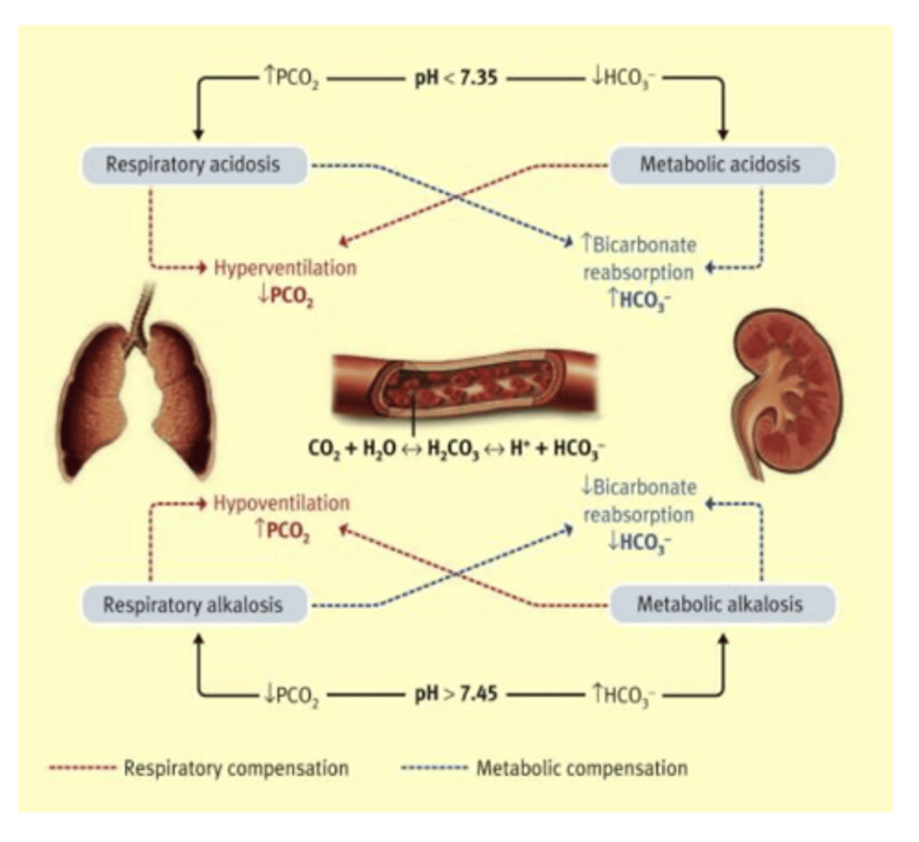 <p>[H+] = K PCO2/[HCO3-]</p>