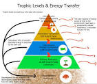 <p>The levels in an ecosystem of a food web or food chain. These include producers, primary consumers, secondary consumers, etc, until tertiary consumers.</p>