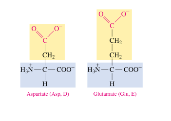 <ul><li><p>have a carboxylic acid side chain</p></li></ul>
