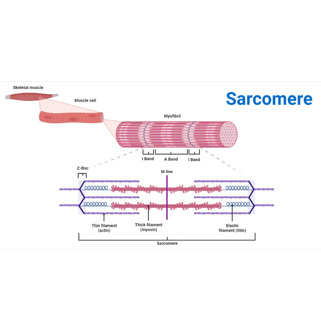 <p><strong>9.3: Skeletal Muscle Anatomy: Sarcomeres</strong></p><p>links thin filaments to Z disks</p>