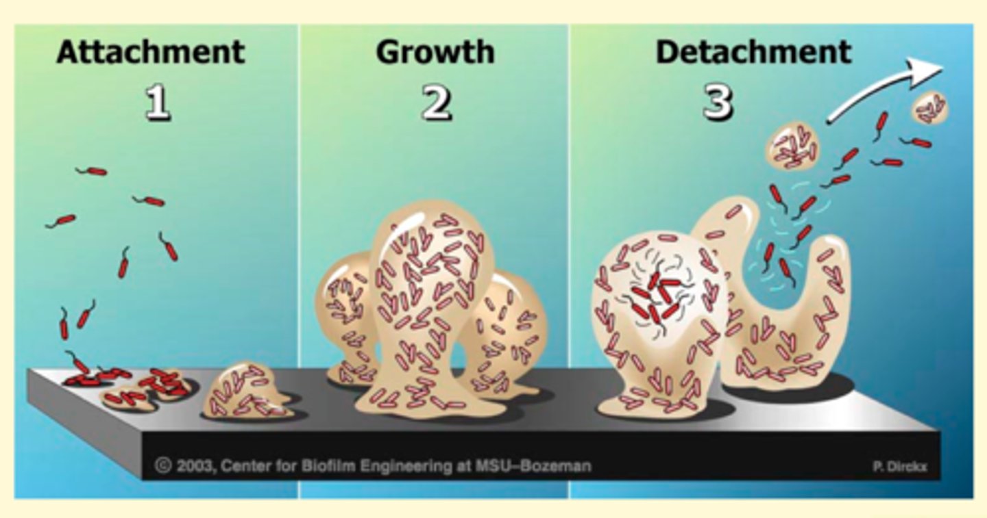 <p>-group of microbes that adhere to each other and a surface</p><p>-produced by cell secretions, made mostly of sugars</p><p>-bacteria in biofilm can communicate with each other, act as a population</p>