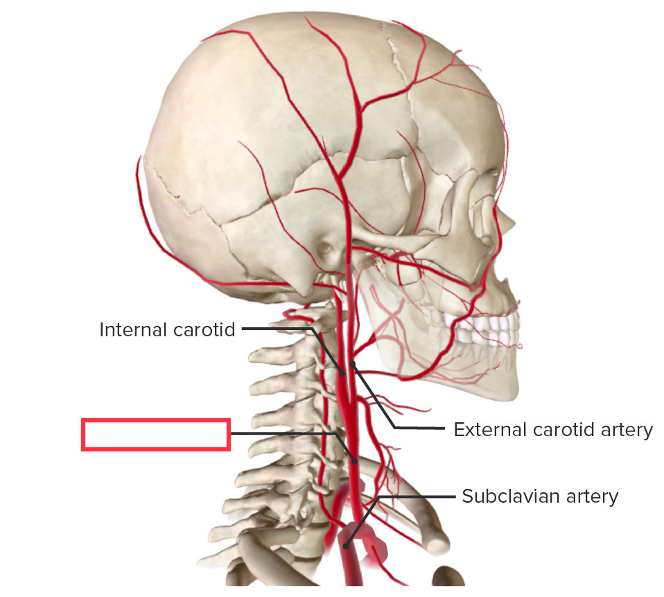 blood vessel that branches off the aorta (or the brachiocephalic artery on the right) and supplies blood to the head and neck