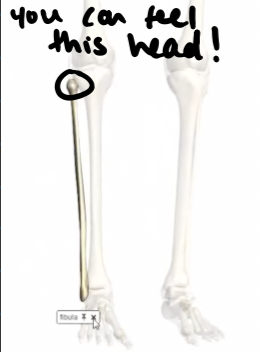 <ul><li><p>lateral bone in the lower leg </p></li><li><p>you can feel the head of the fibula, as characterized by the bump on the outside of your leg just next to your knee </p></li></ul><p></p>
