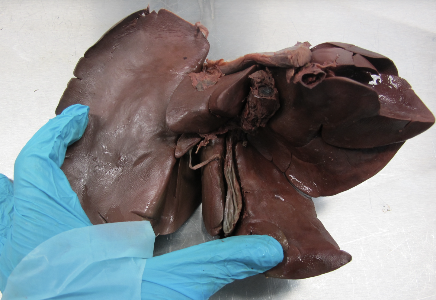 <p>Which species’ liver is shown in this picture? What are its characteristics?</p>