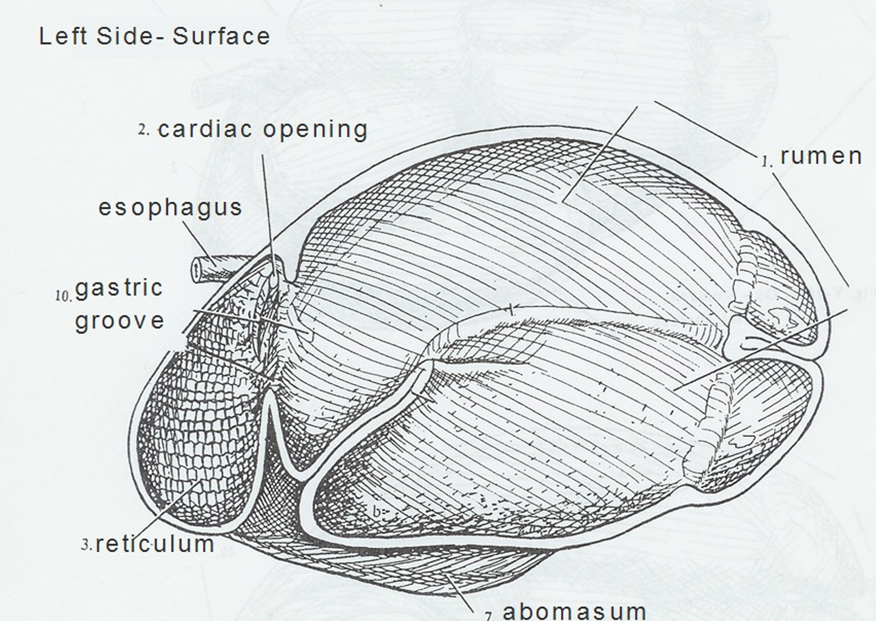 <ul><li><p>Tube from cardia to abomasum in neonates (newborns)</p><ul><li><p>Allows milk to bypass the first 3 compartments</p></li><li><p><strong>Closed in adults</strong></p></li></ul></li></ul><p></p>