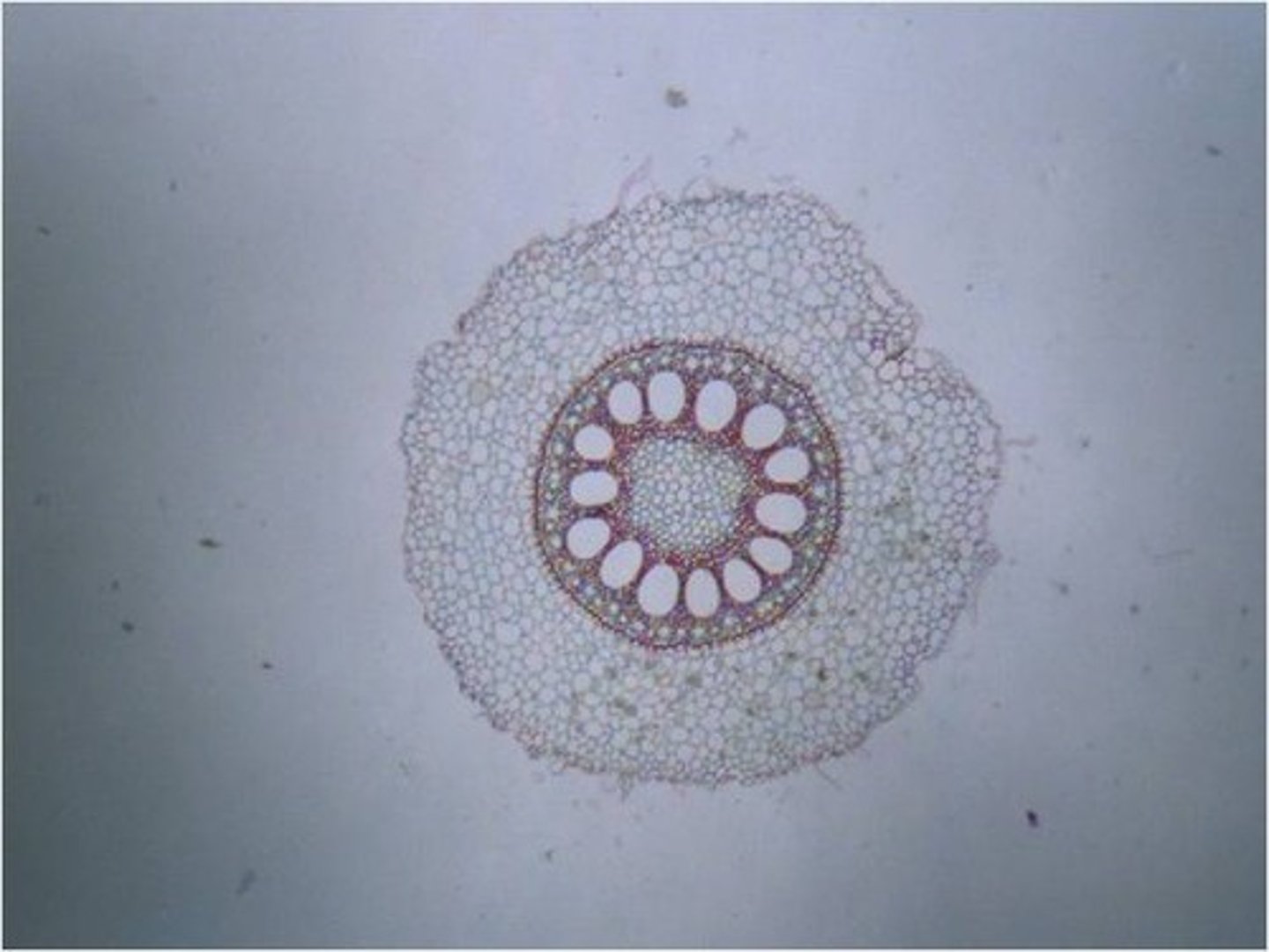 <p>-ground tissue</p><p>-pith</p><p>Vascular tissue is located in bundles in a ring surrounding the pith, with the xylem oriented exteriorly and the phloem oriented interiorly.</p>