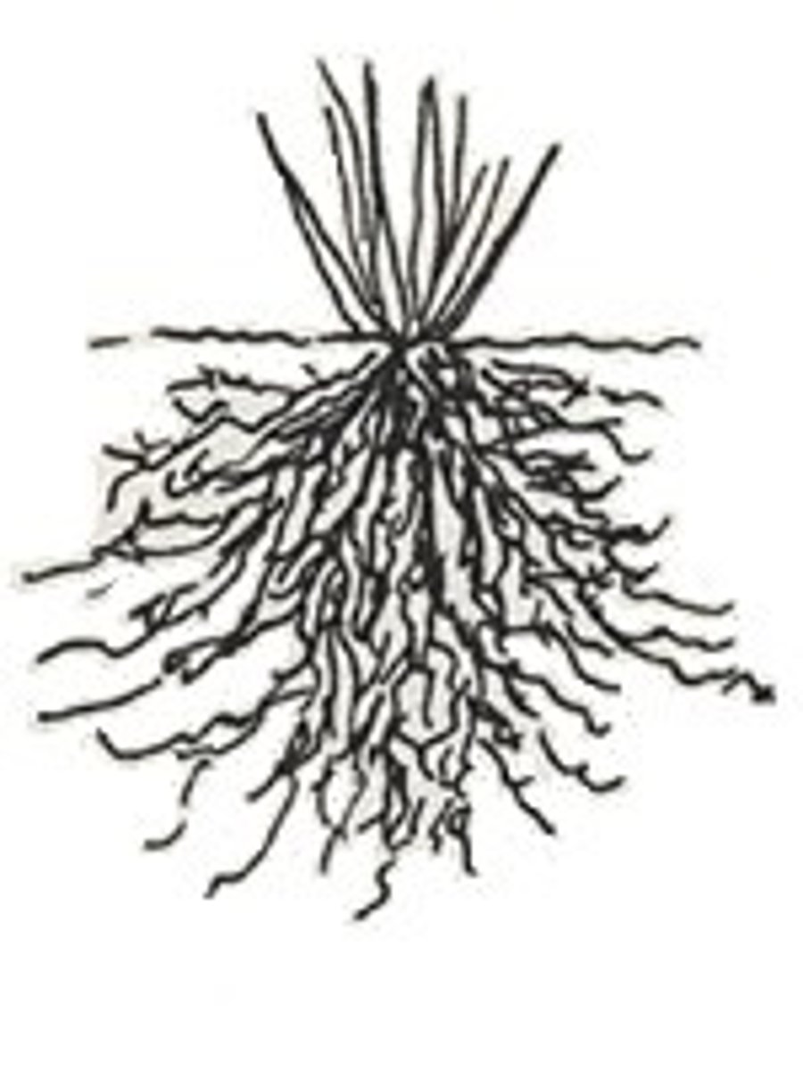 <p>Have fine branches</p>