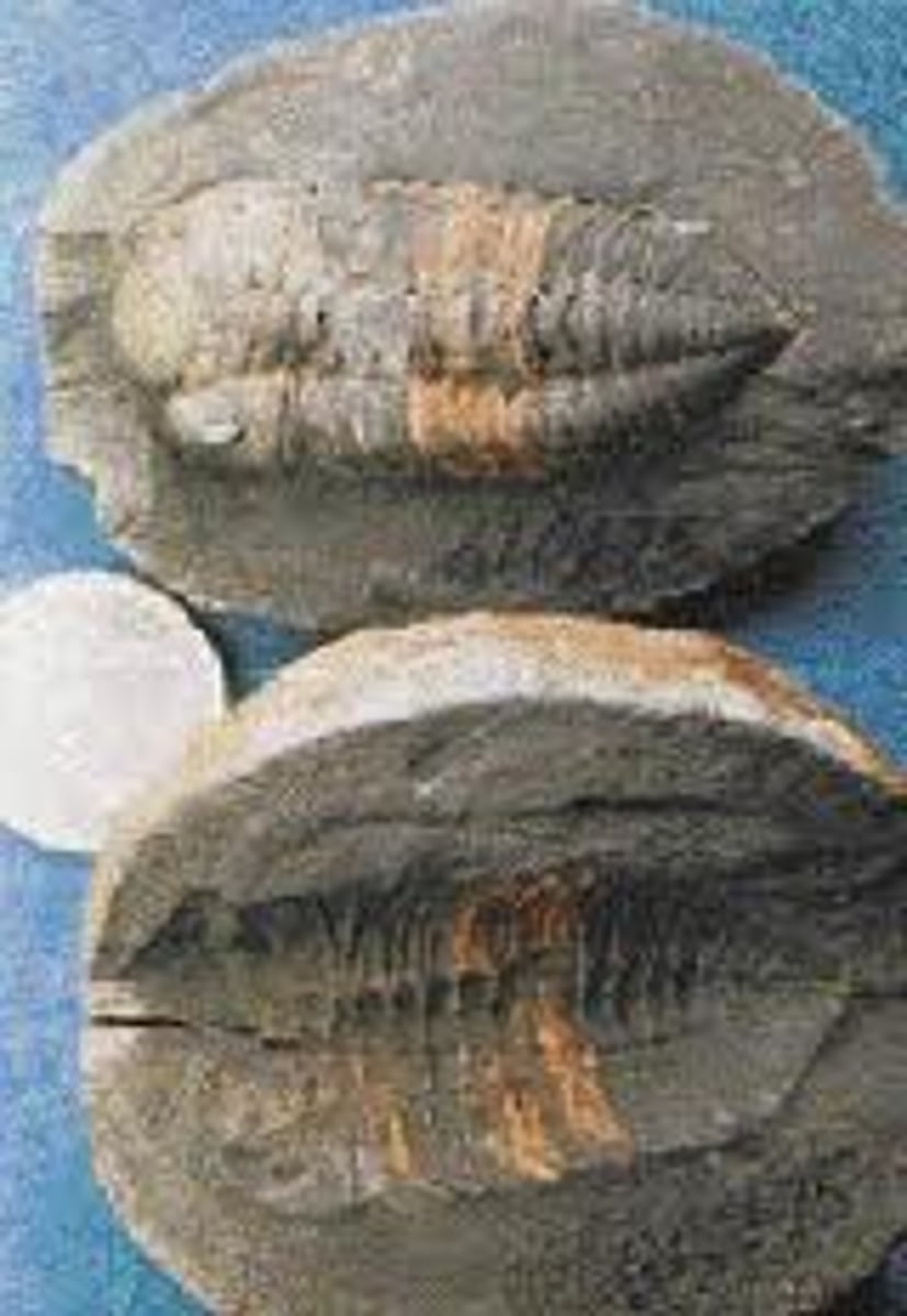 <p>1. Most common fossils</p><p>2. Casts are made from molds.</p><p>3. Preserve fine details.</p>