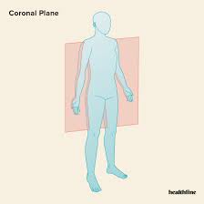 <p>cuts the body into anterior and posterior. this cut yields a frontal section or coronal sections</p>
