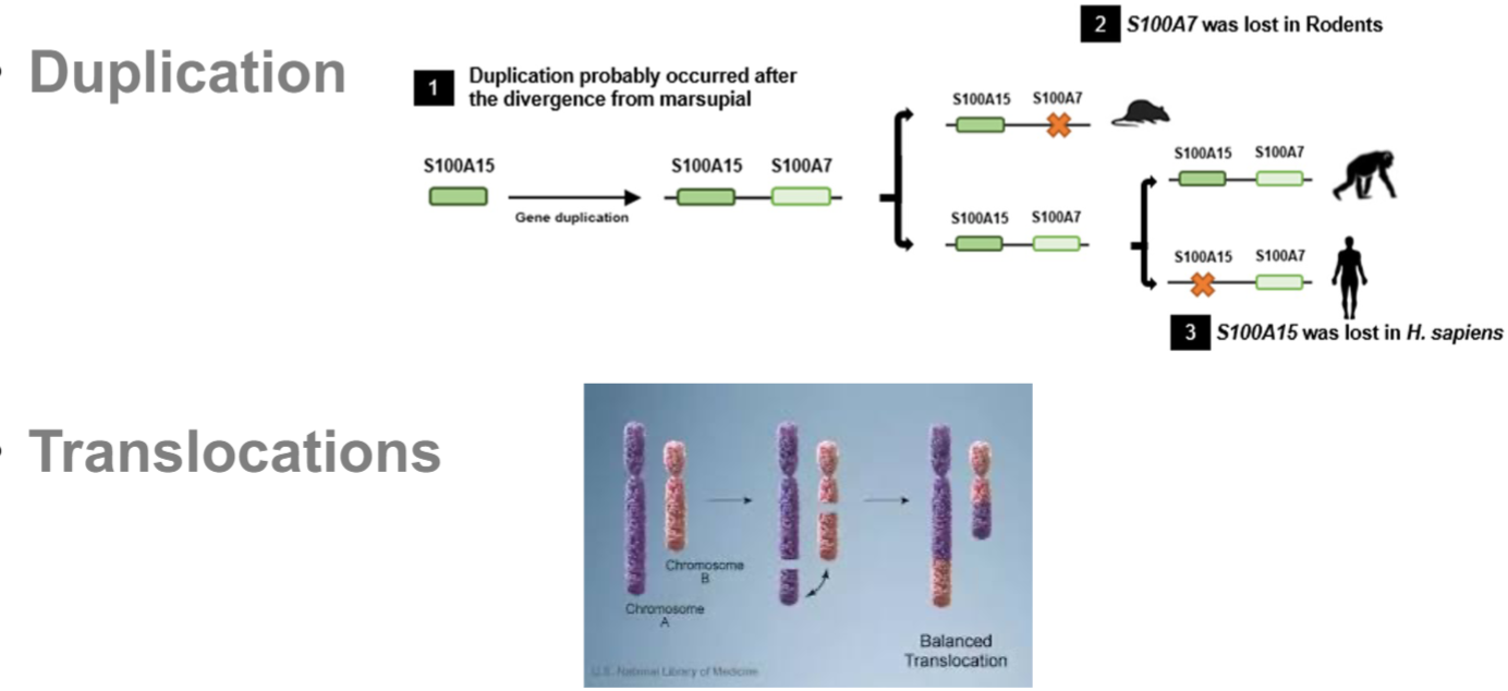 <ul><li><p><strong><u>point mutations (SNPs):</u></strong></p><ul><li><p>AT<u>G</u>CAGT to AT<u>C</u>CAGT</p></li></ul></li><li><p><strong><u>Deletion/insertion (indel mutations):</u></strong></p><ul><li><p><u>Deletion:</u> AT<u>G</u>CAGT to AT<u> </u>CAGT</p></li><li><p><u>insertion:</u> ATGCAGT to ATG<u>G</u>CAGT</p></li></ul></li><li><p><strong><u>Change in repeat number:</u></strong></p><ul><li><p>CGGCGGCGG (3) to CGGCGGCGGCGGCGGCGG (6)</p></li></ul></li><li><p><strong><u>Chromosomal rearrangements:</u></strong></p><ul><li><p><u>Inversion:</u> ATGCAGT to TGACGTA</p></li><li><p><u>duplication:</u> major drivers in evolution (extra copy of gene)</p></li><li><p><u>Translocations:</u> exchange of genetic material btwn 2 diff chromosomes</p></li></ul></li></ul>