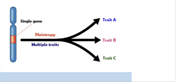 <ul><li><p>Expression of multiple unrelated traits by a single gene</p></li><li><p><span style="background-color: inherit; line-height: 19.55px; color: windowtext;">single gene influencing multiple traits</span><span style="line-height: 19.55px; color: windowtext;">&nbsp;</span></p></li></ul><p></p>