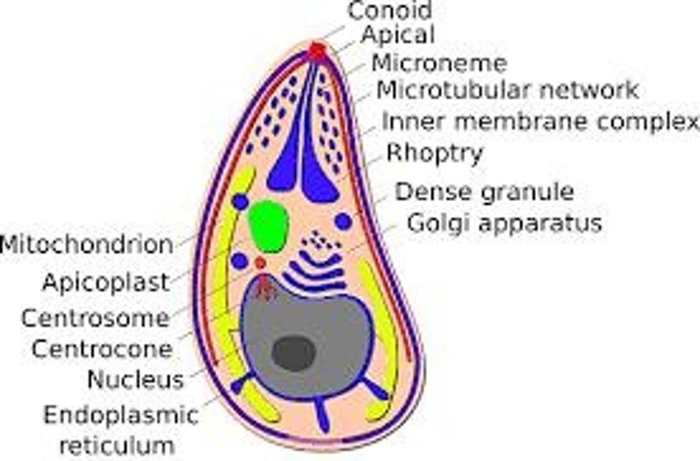 <p>Parasites with specialized structures for host entry.</p>