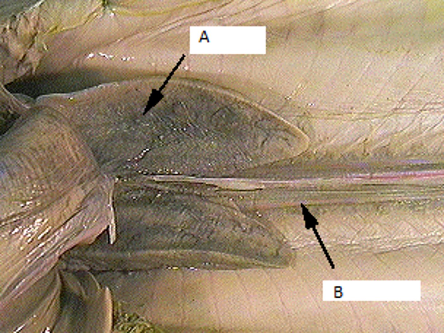 <p>Part labeled Bn</p>