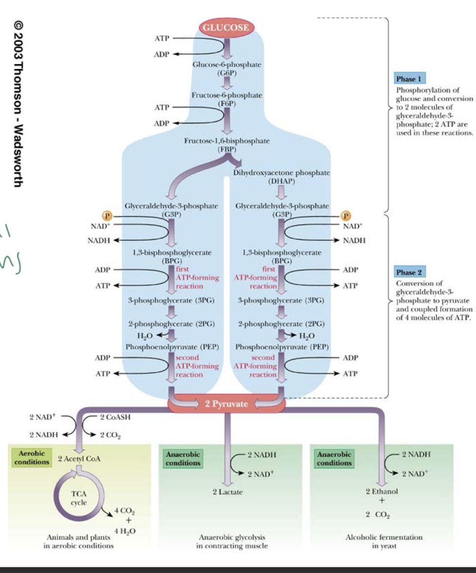 <p>many smaller rxns in a series of steps</p><p>ex: in glycolysis</p>