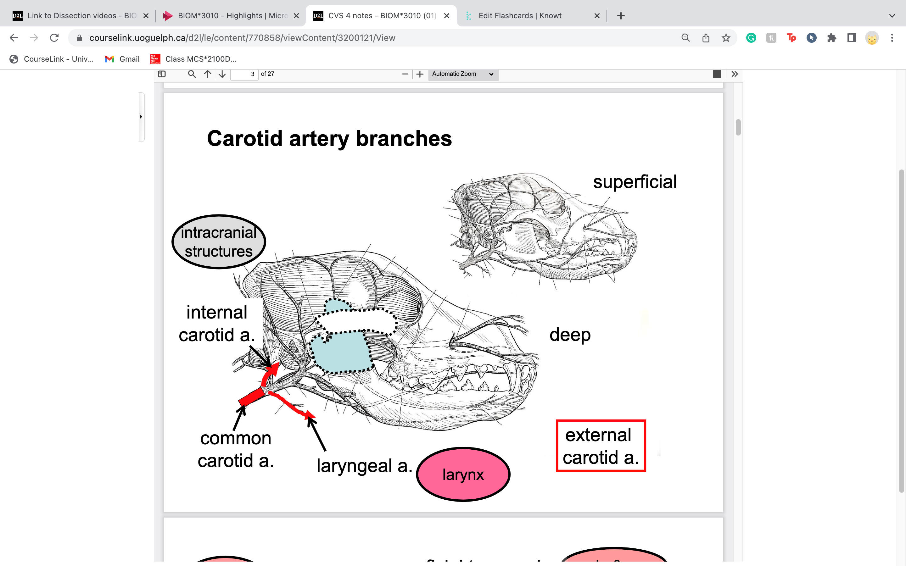 
internal carotid artery
external carotid artery 
laryngeal artery