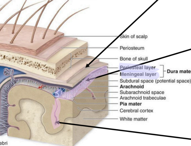 <p>subdural space (contains cerebral spinal fluid) </p>