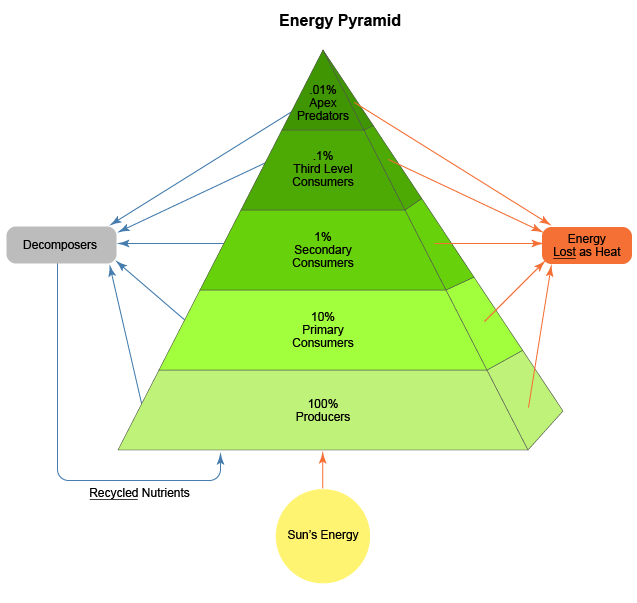 <p>Energy pyramids </p>