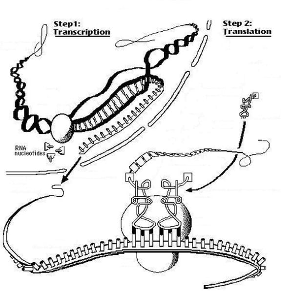 <p>the formation of proteins by using information contained in DNA and carried by mRNA</p>