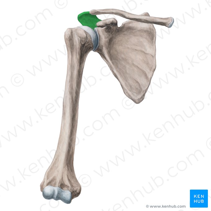 <p>Schulterdach</p><ul><li><p>Knochenvorsprung der Scapula</p></li><li><p>aus Spina capulae heraus</p></li><li><p>höchster Punkt der Scapula</p></li></ul><p></p>