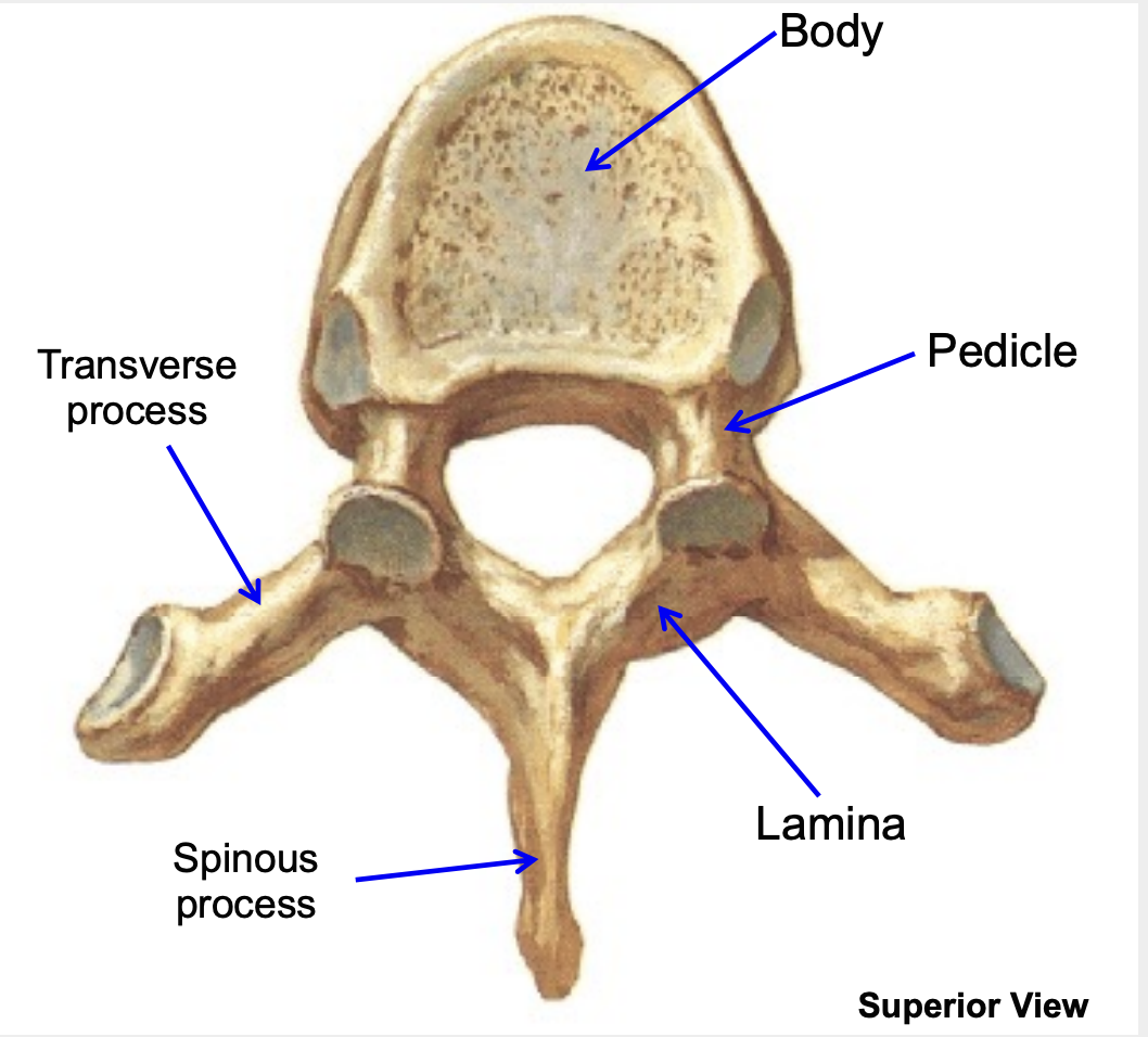 flat plates that connect to pedicles; unite in midline