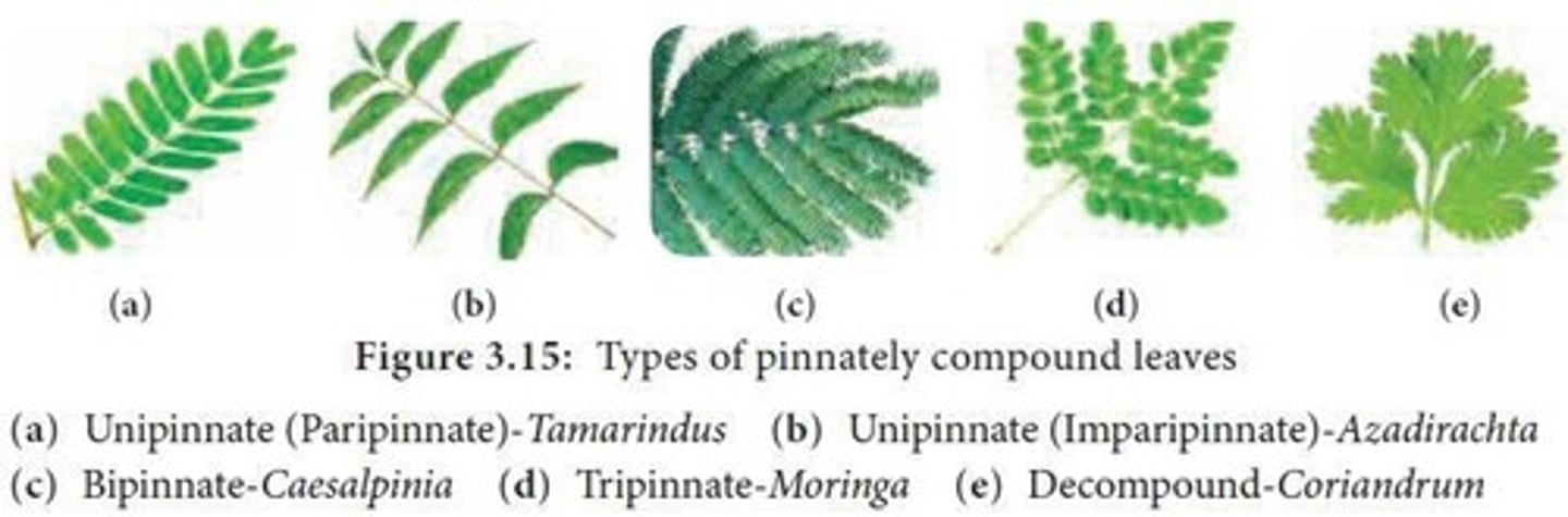 <p>The leaflets are attached directly on the rachis (ex: kamias / Averrhoa bilimbi).</p>