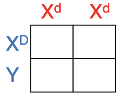 <p><span style="color: blue">There is a form of metabolic vitamin D deficiency that is an X-linked dominant condition. What fraction of their daughters and sons will also have the disease?<br>A. All of the offspring will have the disease<br>B. Only the females will<br>C. Only the males will<br>D. Only half of the females and half of the<br>males will<br>E. None of the offspring will</span></p>
