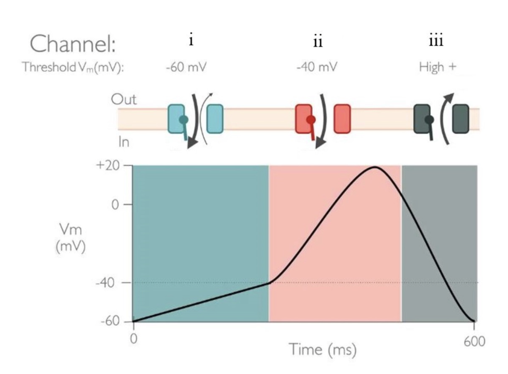 <p><span>Choose the answer that correctly labels all three channels as well as their associated ions.</span></p>