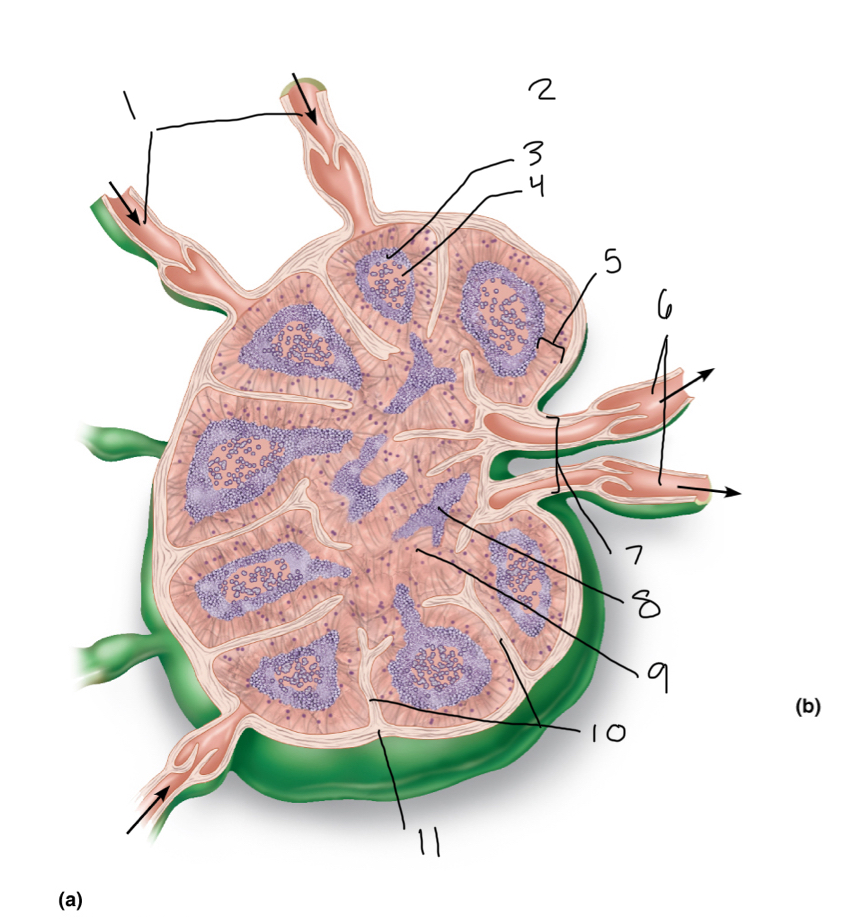 <p>11</p>