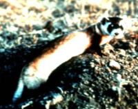 <p>Black-Footed Ferret</p>