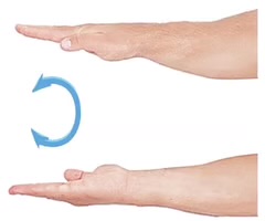 <p><span>turning the palm downward.</span></p>