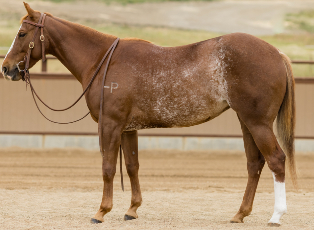 <p>A horse with white over the midsection and flank, characterized by white hairs on the tailhead, can be any base color.</p>