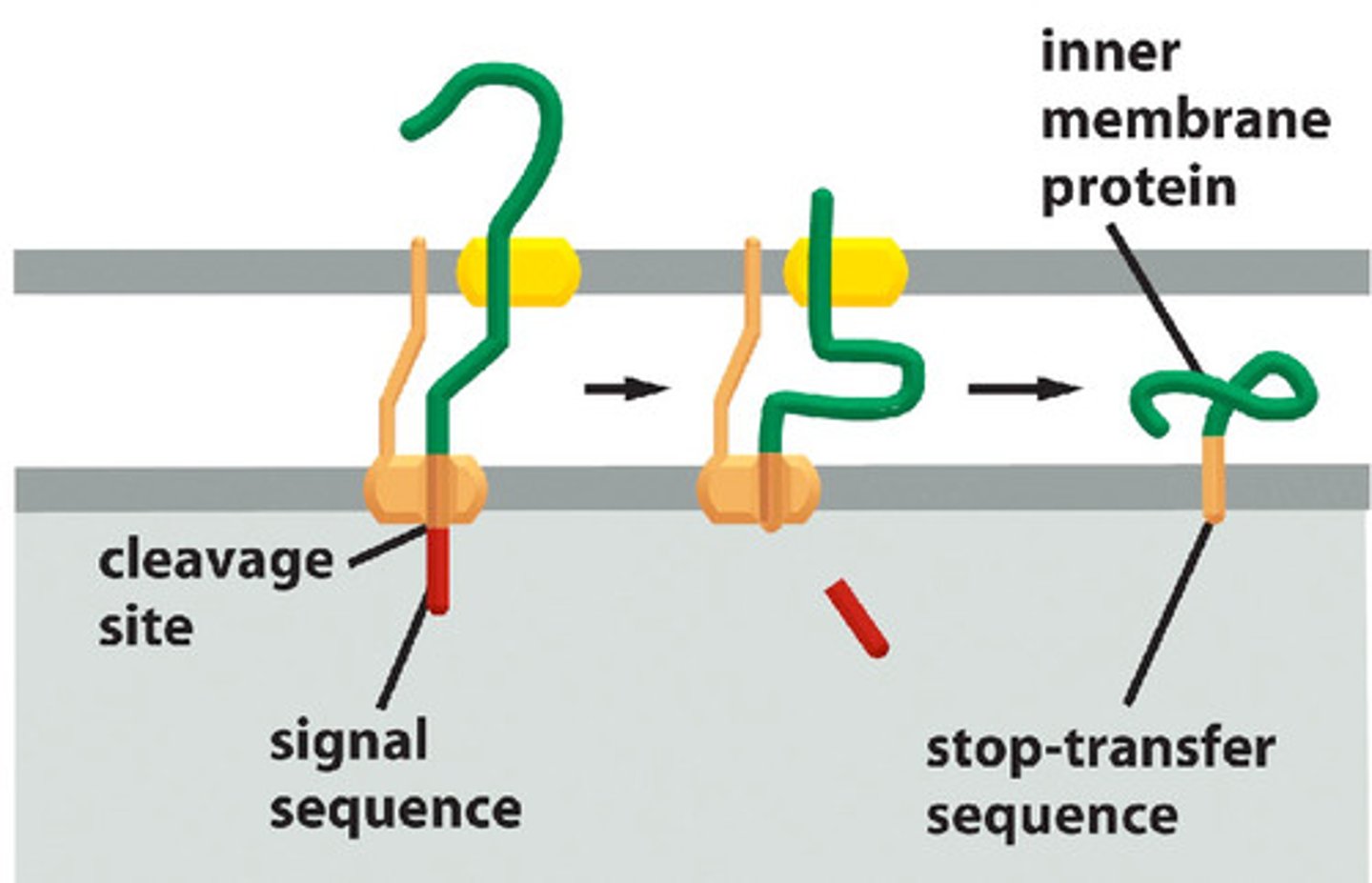 <p>∙Typically 15-60 amino acids long</p><p>→Function of the signals is dependent on the properties of the amino acids</p><p>Signal sequences are necessary and sufficient to direct a protein to a particular destination</p><p>**Don't need a signal sequence for a cytosolic protein because it is already where it needs to be</p>