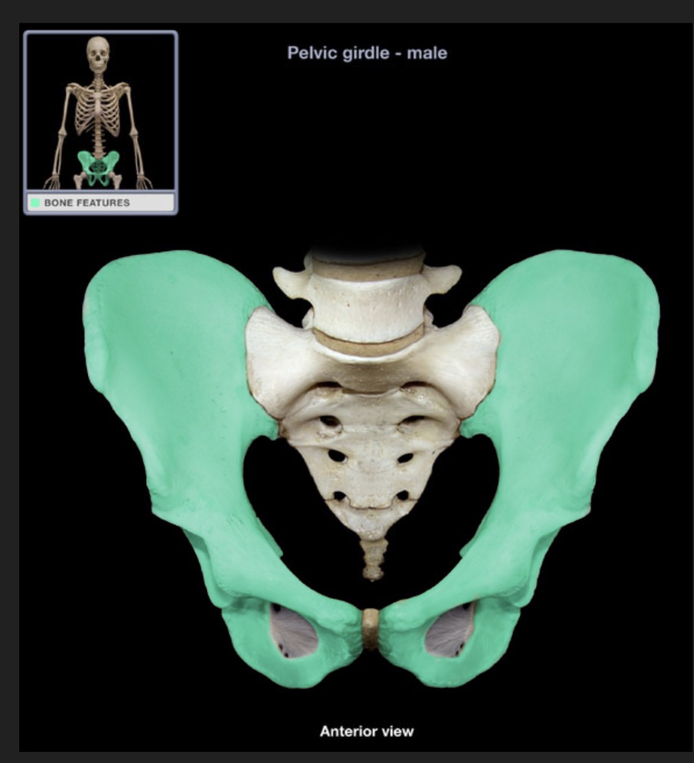 <p><span style="font-family: Arial, sans-serif; color: rgb(45, 59, 69)">composed of the ilium, ischium, and pubis</span></p>