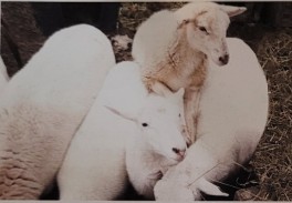 <p>developed in us in 1950s specifically for its lack of hair. named for mt katahdin in main where it originated. doesn’t produce wool and doesn’t need shearing. has lean, meaty carcass. high resistance to parasites and adapts to a variety of climates.</p>