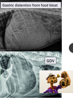 <p><span style="background-color: transparent;"><strong><span>Food Bloat</span></strong></span></p>