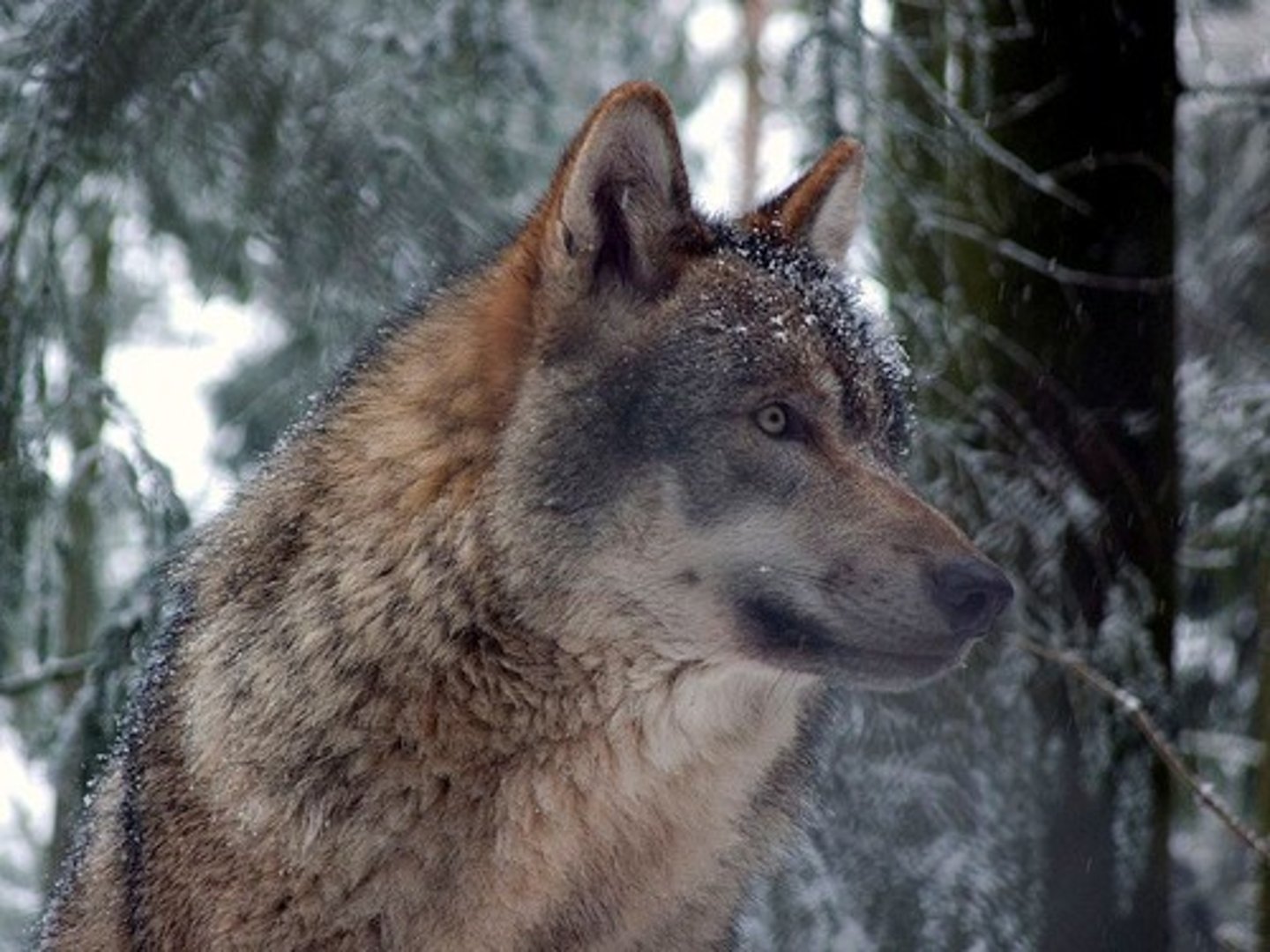 <p>Gray wolves have male and female linear hierarchies based on lineage, typically with one breeding pair.</p>