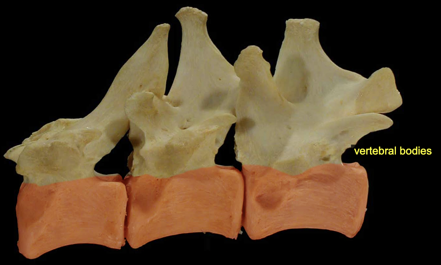 <p>Vertebral body</p>