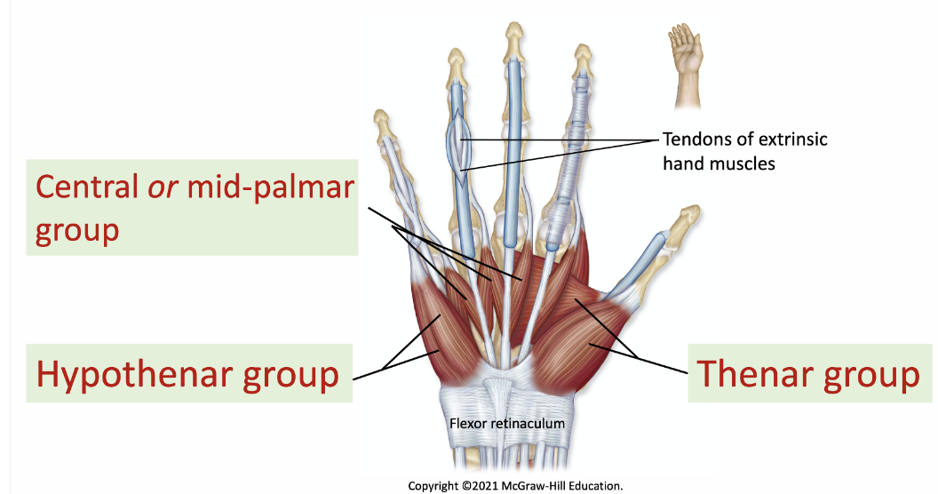 <p>(thenar, hypothenar and midpalmar groups)</p>