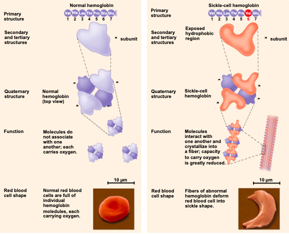 <ul><li><p>an inherited blood disorder results from a single amino acid substitution in the protein hemoglobin </p></li><li><p>a slight change in primary structure in can affect a proteins structure and ability to function </p></li></ul>