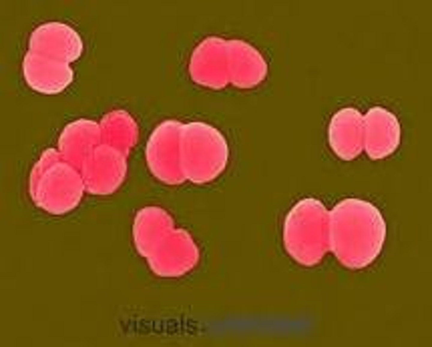 <p>A bacterium that occurs as pairs of cocci</p>