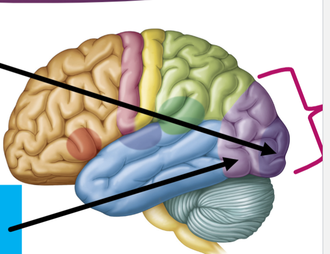 <p>What are these two arrows pointing to?</p>