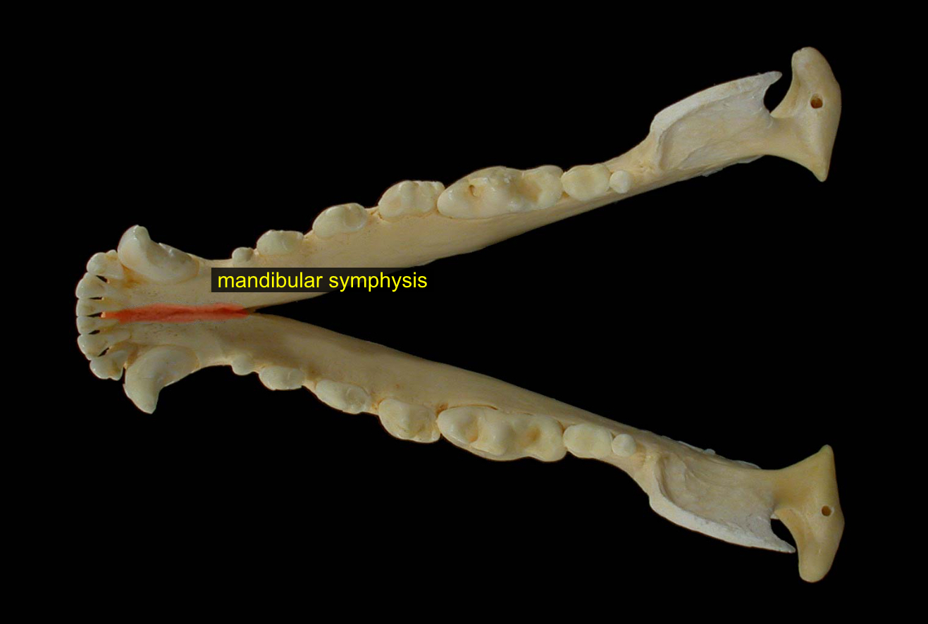 <p>joint where each mandible comes together</p>