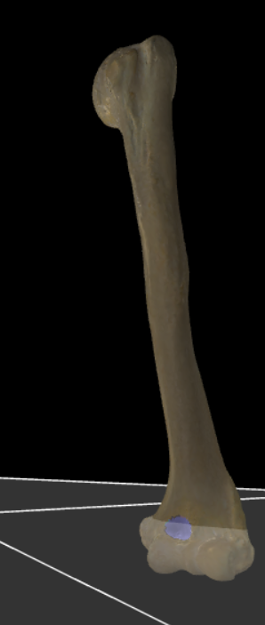 <p>Grotere fossa vlak boven de trochlea humeri op de ventrale zijde.</p>
