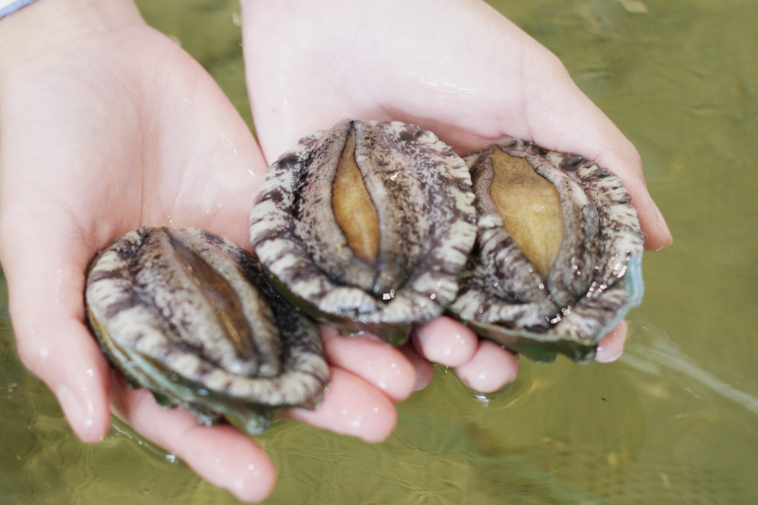 <p>Identify what type of shellfish and what it is called</p>