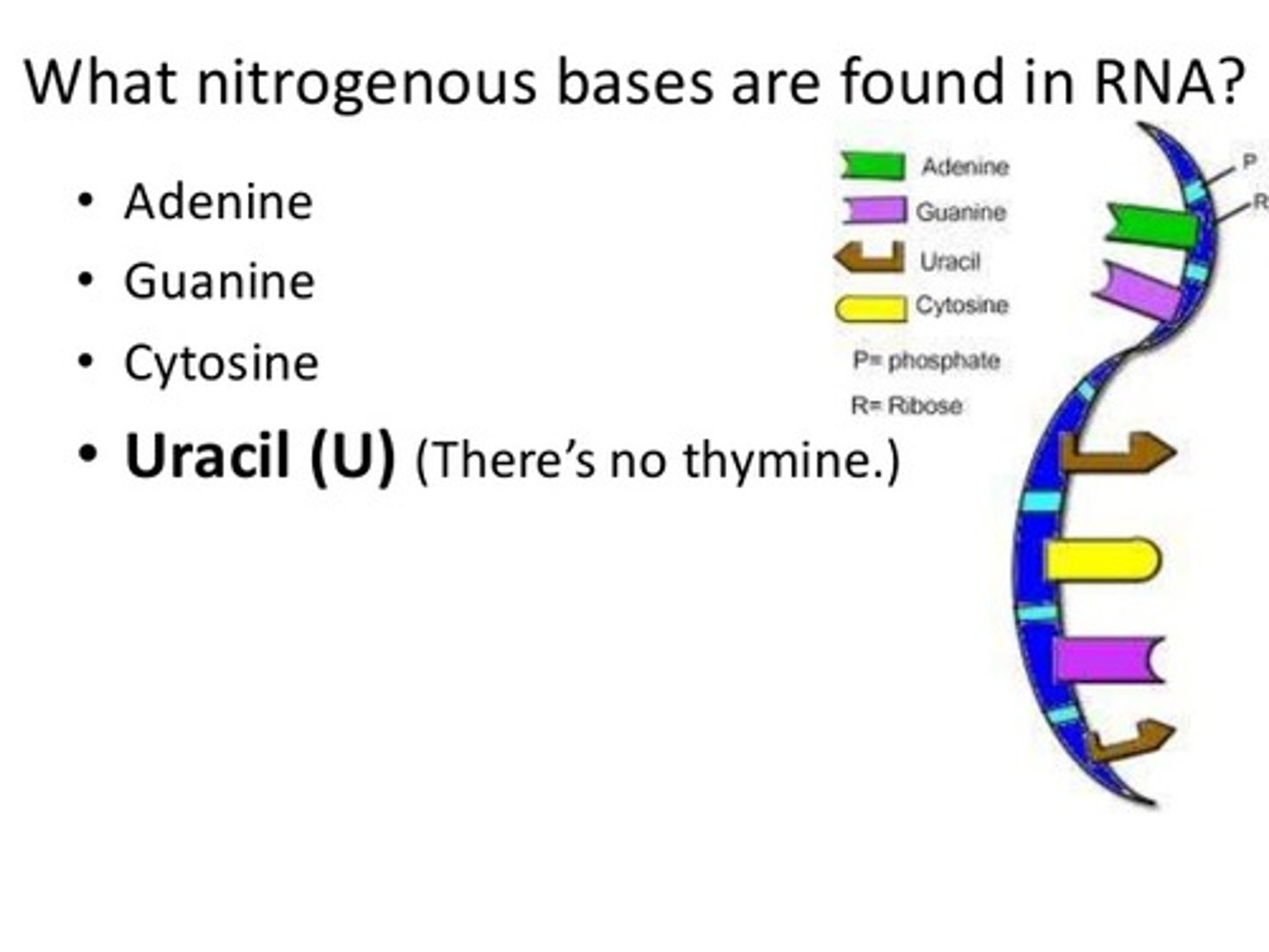<p>(B) T</p><p>You will not find the base Thymine in RNA. Instead, Adenine will pair with Uracil (A-U). The base pair Cytosine-Guanine (C-G) remains the same.</p>