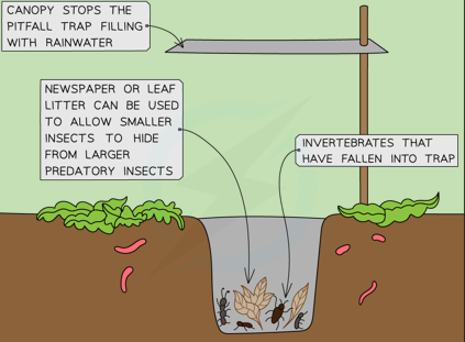 <p>Container buried into the ground used to catch ground-dwelling insects and other invertebrates as they fall into the trap</p><p></p>