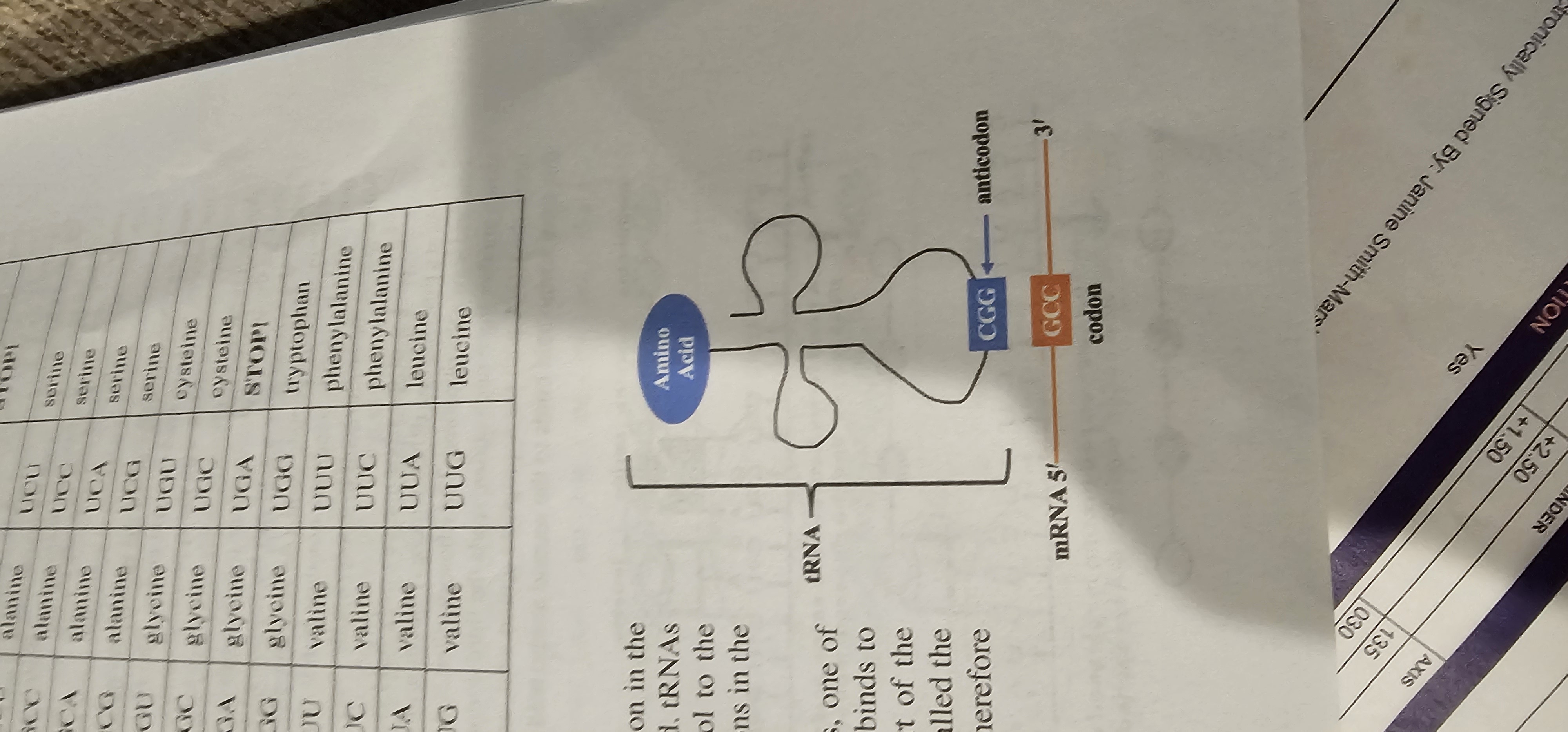 <p>A three-nucleotide sequence on tRNA complementary to an mRNA codon.</p>