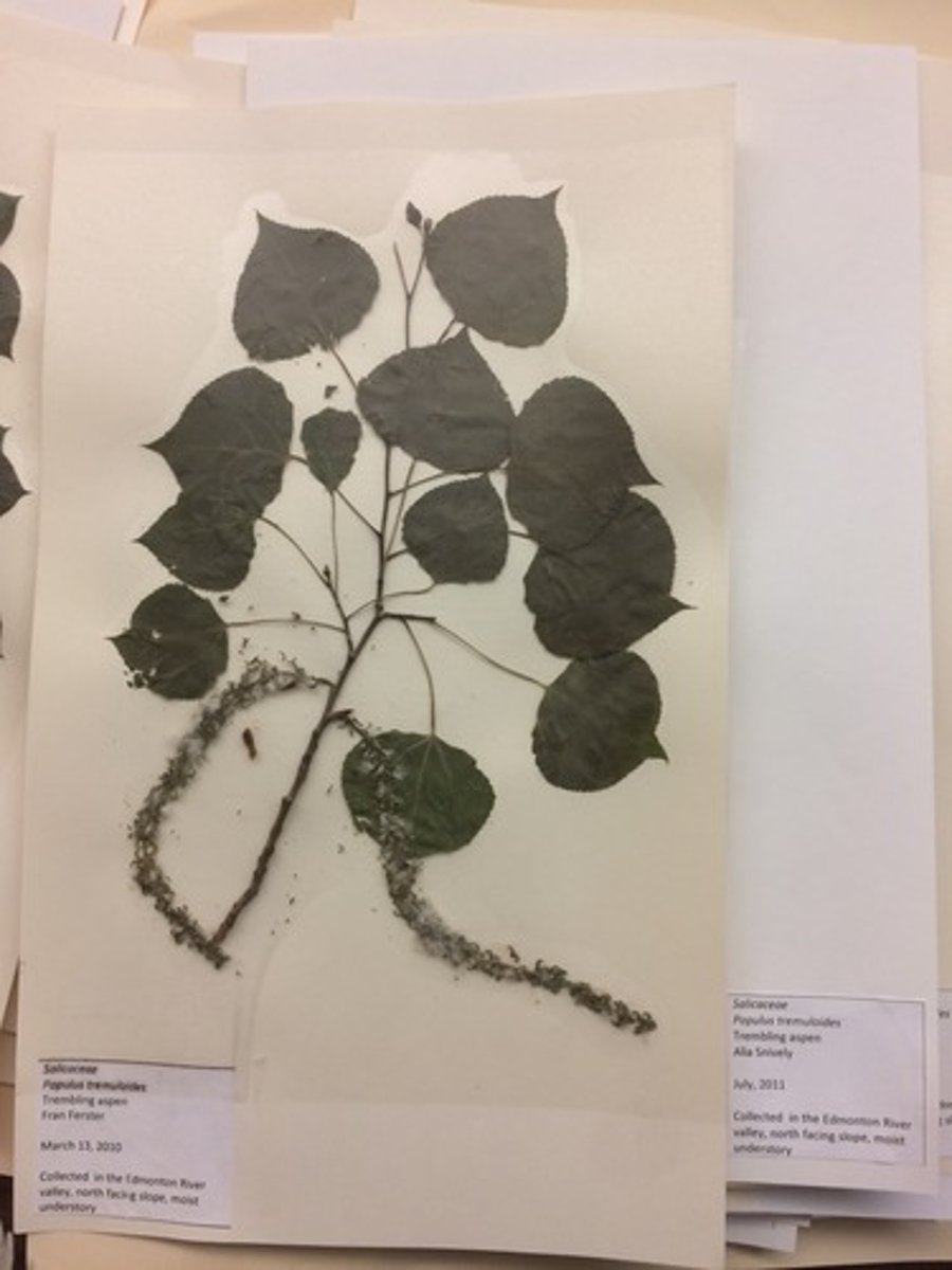 <p>cordate to ovate leaves with flat petiols,</p>