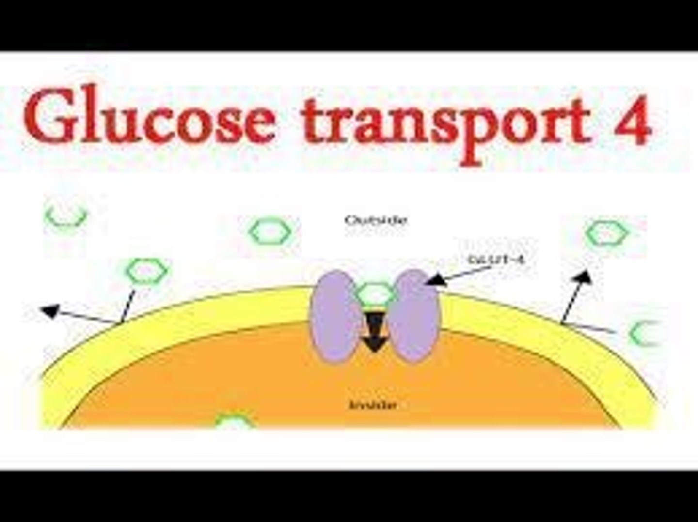 <p>Most abundant glucose transporter, not always present.</p>